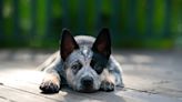 Australian Cattle Dog Attempting to Herd Furniture Is Just Too Funny