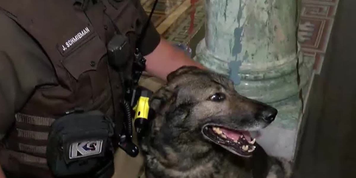 ‘It’s dog gone time to relax ...’: Sheriff’s department hosts retirement party for four K-9s