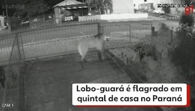 Vídeo: Lobo-guará é flagrado no quintal de casa no Paraná