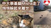 中大崇基貓貓Misha躱起來悄悄離世 享年十五歲