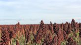 Sorgo: ¿qué posibilidades reales de crecimiento genera la apertura comercial con China?