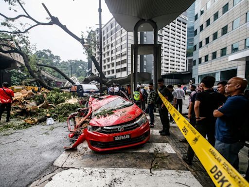 Claim damages from local councils, housing minister tells casualties of toppled trees