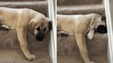 Grumpy Puppy Can't Fit On The Stairs Anymore & Wants To Speak To The Manager
