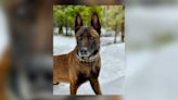 Fresno County Sheriff K-9 Arco passes away, deputies say