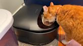 My cat loves this automatic wet food feeder, and it's on sale right now