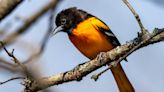 Arrival of orioles and catbirds herald the return of insect season