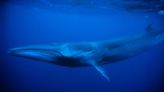 Cruise ship sails into New York City port with 44-foot dead whale across its bow