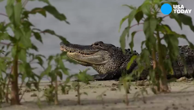 Don't get eaten by a gator: Tips for escaping an alligator encounter