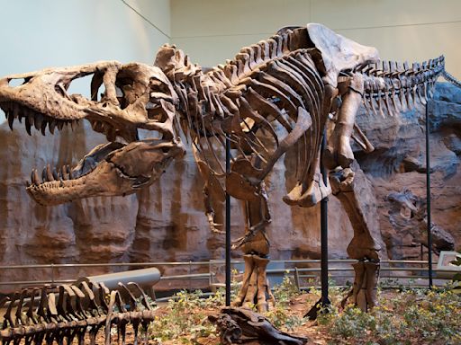 Research: Just how big could dinosaurs get?