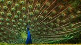 Florida town plans to give peacocks vasectomies to cut down overpopulation