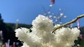 新品種白色櫻花盛開 九族櫻花祭慶祝雪櫻情人節