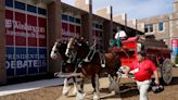 Anheuser-Busch says it has stopped cutting tails of Clydesdales