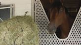 Kentucky Derby 150 tested new equine safety measures