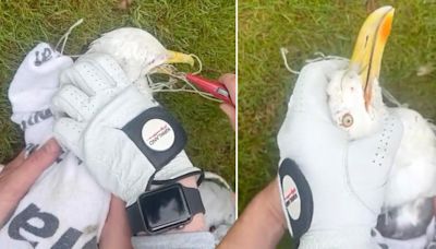 Golfers free seagull from nets before reviving it with the best Greggs pasty