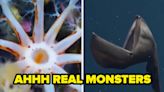 31 Sea Creatures That Are Cool, Weird, And Absolutely Terrifying