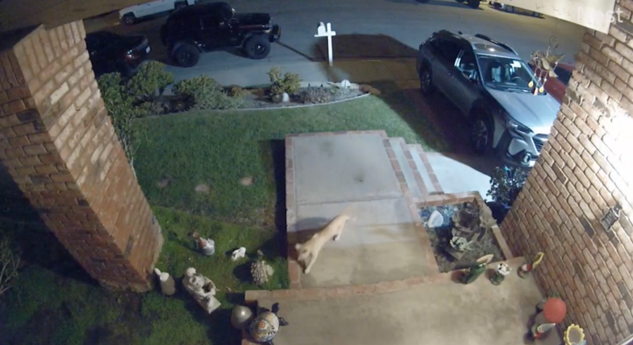 Baby mountain lion stalking Southern California neighborhood