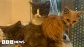 Flea-ridden kittens among 27 cats found 'in appalling squalor'