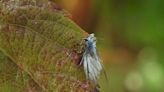Woolly aphids appear as tiny fairies in late fall sunlight: Nature News