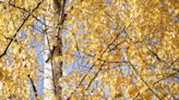 How to Care for Gray Birch Trees Like a Pro