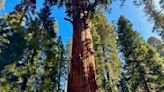 General Sherman passes health check but world's largest trees face growing climate threats