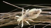Head lice expert says only one thing will really get rid of them