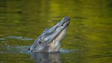 Fact check: Altered image of crocodile in flooded home predates Hurricane Ian