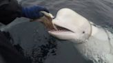 Was Hvaldimir, the Russian ‘spy whale’, killed? Mystery deepens over death of the famous white beluga