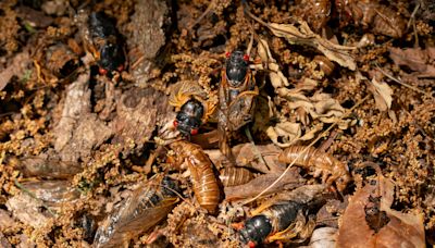 Surprisingly, cicada broods keep going extinct. Some experts are working to save them.