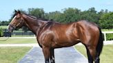 Aurelius Maximus Sires First Winner in Louisiana