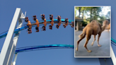 Camels run loose at amusement park with guests 'jumping into pens': 'That dude almost died'