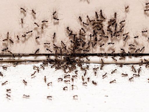 Ants will be banished for good from homes in 5 minutes with homemade ant killer