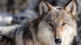 Colorado's New Wolf Plan Is Likely To Reignite Political Tensions