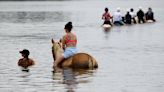 Are horses causing water quality issues in Bradenton’s Palma Sola Bay? It’s complicated