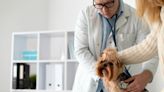 Cuidados de tu mascota: Tips para elegir el veterinario adecuado