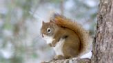 Study suggests squirrels benefit late in life from a food boom that negates early-life adversity