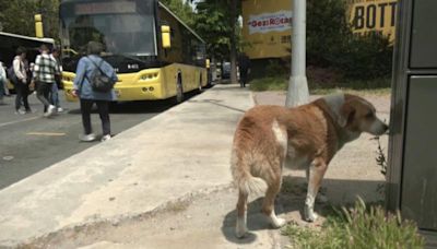 土耳其擬推減少流浪狗數量 動保團體籲絕育替代安樂死