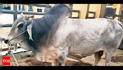 50k doses of semen & counting: Meet UP’s elite breeder bull | Lucknow News - Times of India