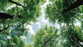 Investigadores revelan la importancia de las hojas de los árboles para almacenar CO2
