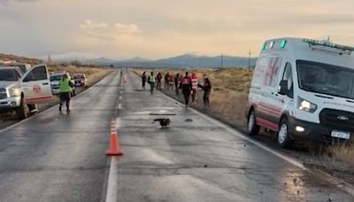 Un muerto en choque sobre la Ruta 40 entre Las Lajas y Zapala: «Es una persona joven la víctima» - Diario Río Negro