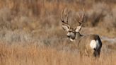 Mild winter bolsters mule deer population in North Dakota Badlands