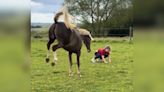 Pony Does Top-Notch Impression Of Little Girl's Antics