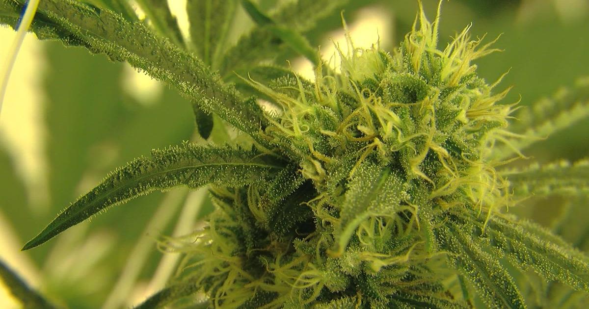 Marijuana legalization will be on the North Dakota ballot once again this November