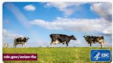 USDA Update on H5N1 Beef Safety Studies - Announces Positive Finding... Meat from Dairy Cow Entered Food Supply
