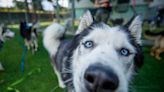 Going Fur Gold: The ‘Pawlympics’ Prepare to Take Over the Coliseum