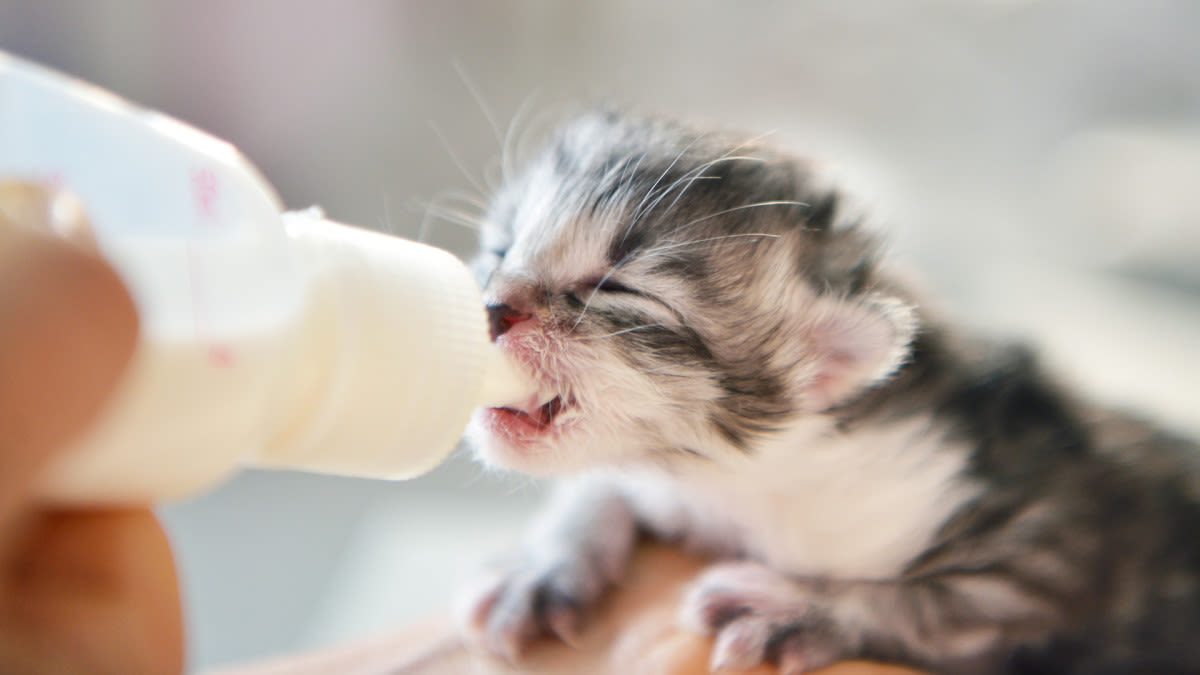 Animal Rescuers Rate 'Guests in Their Kitten Nursery' and It's Too Cute to Handle