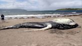 Humpback whale washes up on Irish beach after being spotted floating in sea