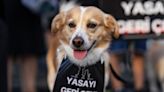 Turkey Passes New Law to Curb Street Dogs Despite Mass Protests
