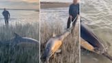 Video: emocionante rescate de dos delfines encallados en Río Negro