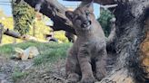 Oakland Zoo launches mountain lion CubCam to watch ‘Maple’ and ‘Willow’