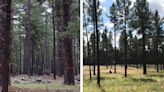 How does Arizona stop a catastrophic wildfire? The answer lies in low-value trees